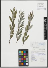 Foto von Salix repens L.